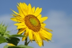 Rolf Wrobel - Nature - 13242